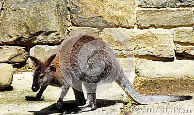 Kangaroo in Smithsonian National Zoological Park Stock Photo